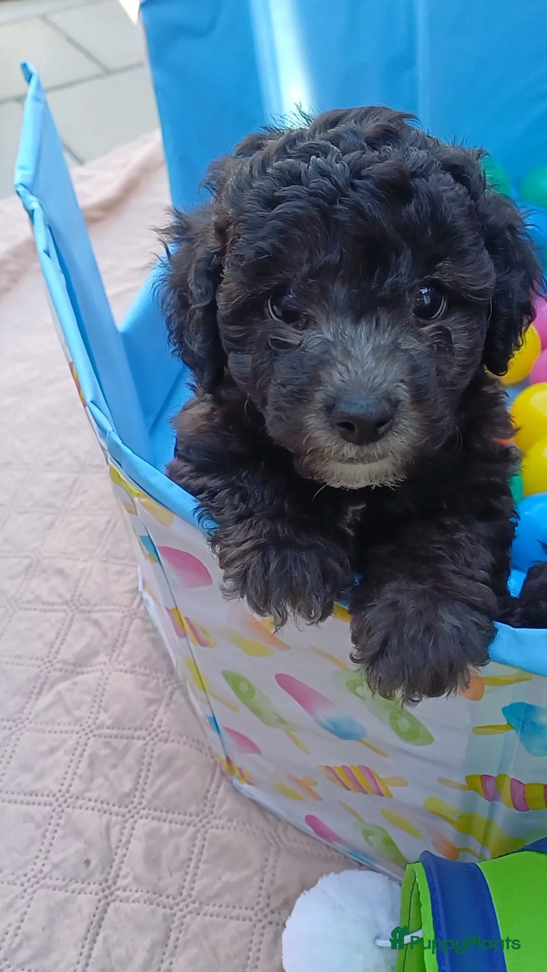 Kruising honden te koop: Prachtige dwerg/toy poedel puppys - Advertentie 9