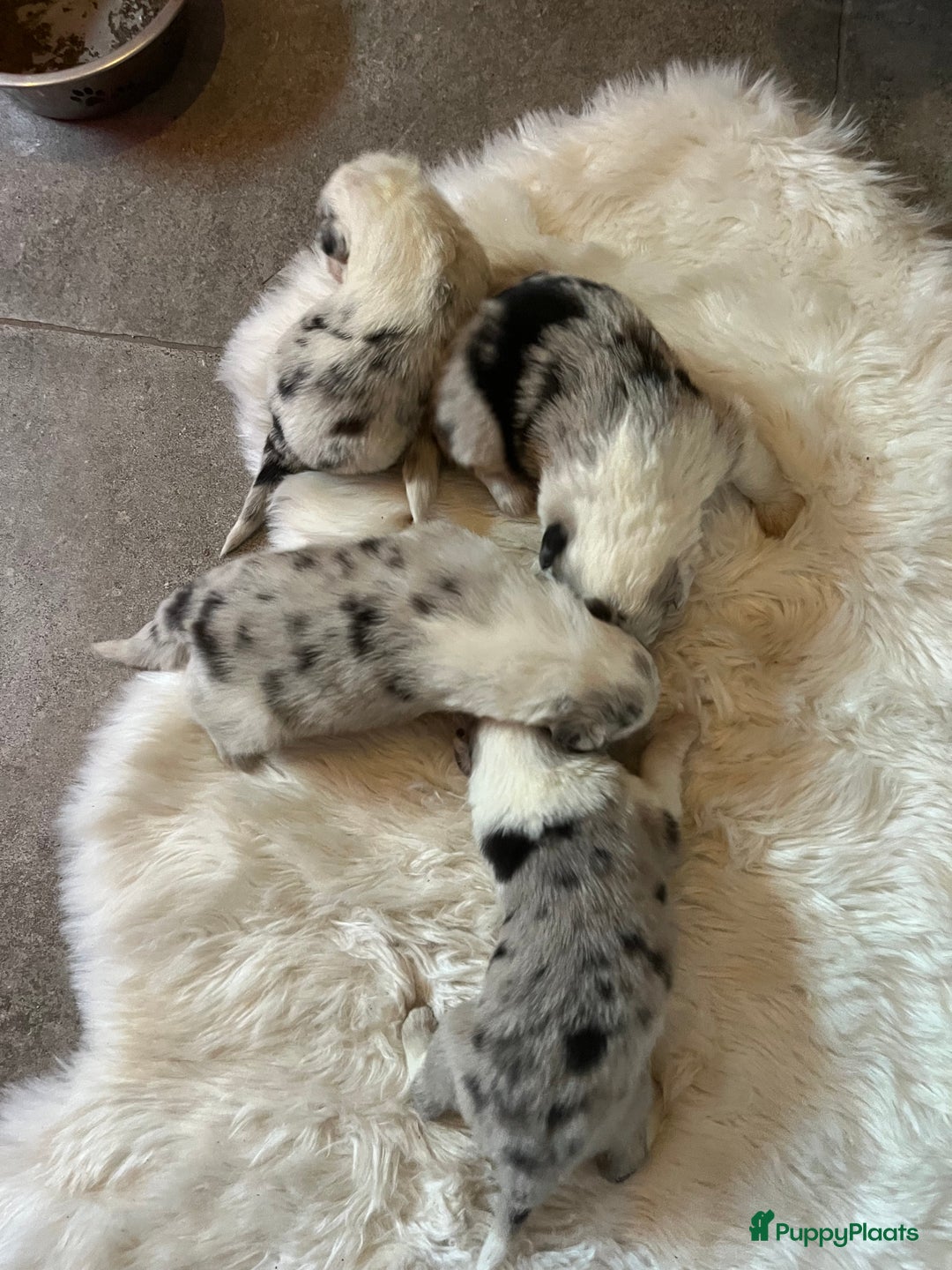 Australian Shepherd honden te koop: Australian shepherd pups - Advertentie 8