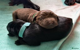 Labrador Retriever honden te koop: Labrador pups uit verantwoorde combinatie - Afbeelding 2