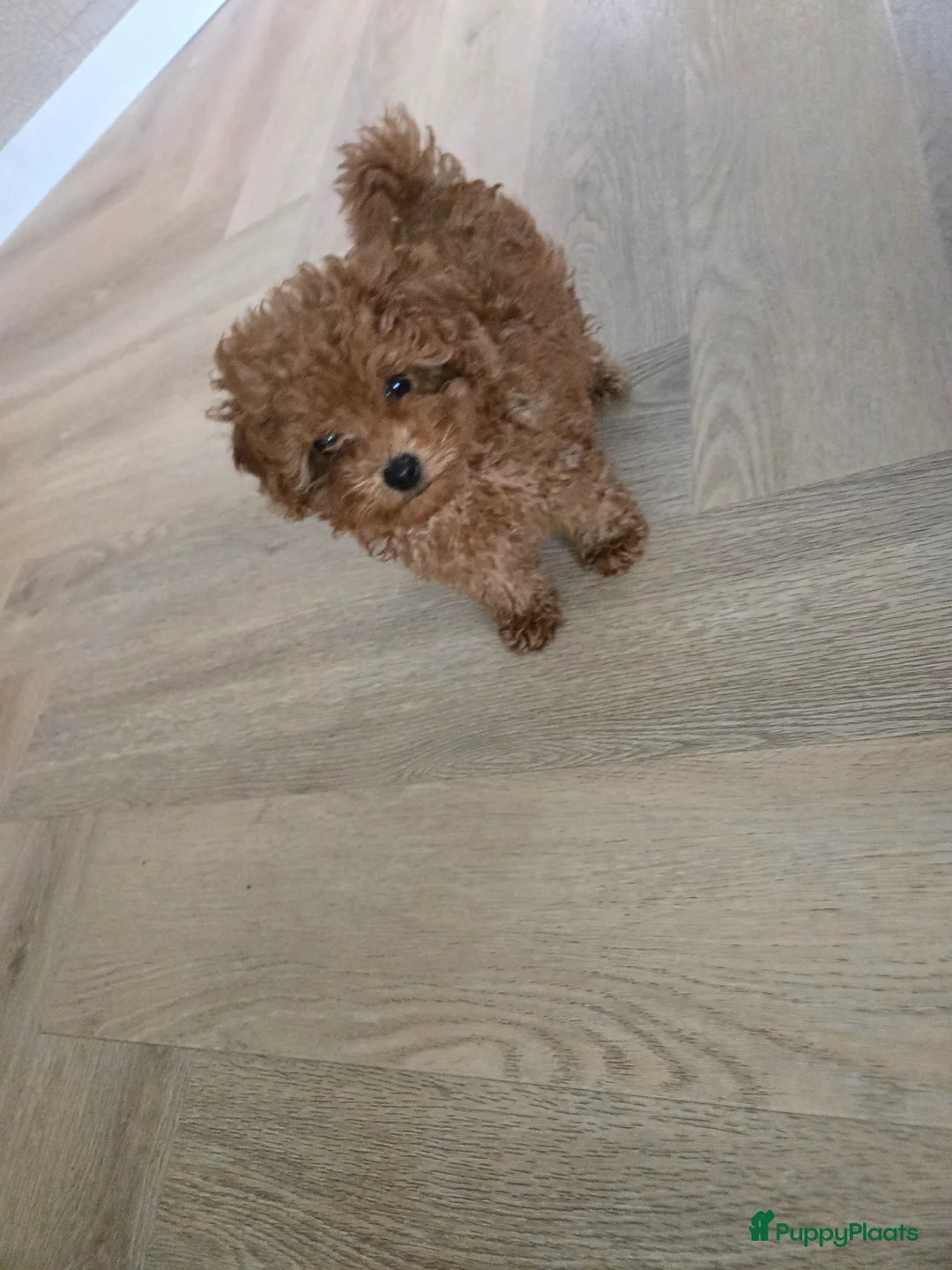 Poedel Toy honden te koop: Toy poedel reu  in Zevenaar - Advertentie 2