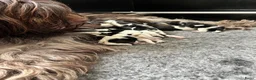 Nederlandse Schapendoes honden te koop: Prachtige schapendoesjes - Advertentie 5