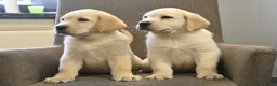 Labrador Retriever honden te koop: Knappe Labrador pups met stamboom ! - Advertentie 4