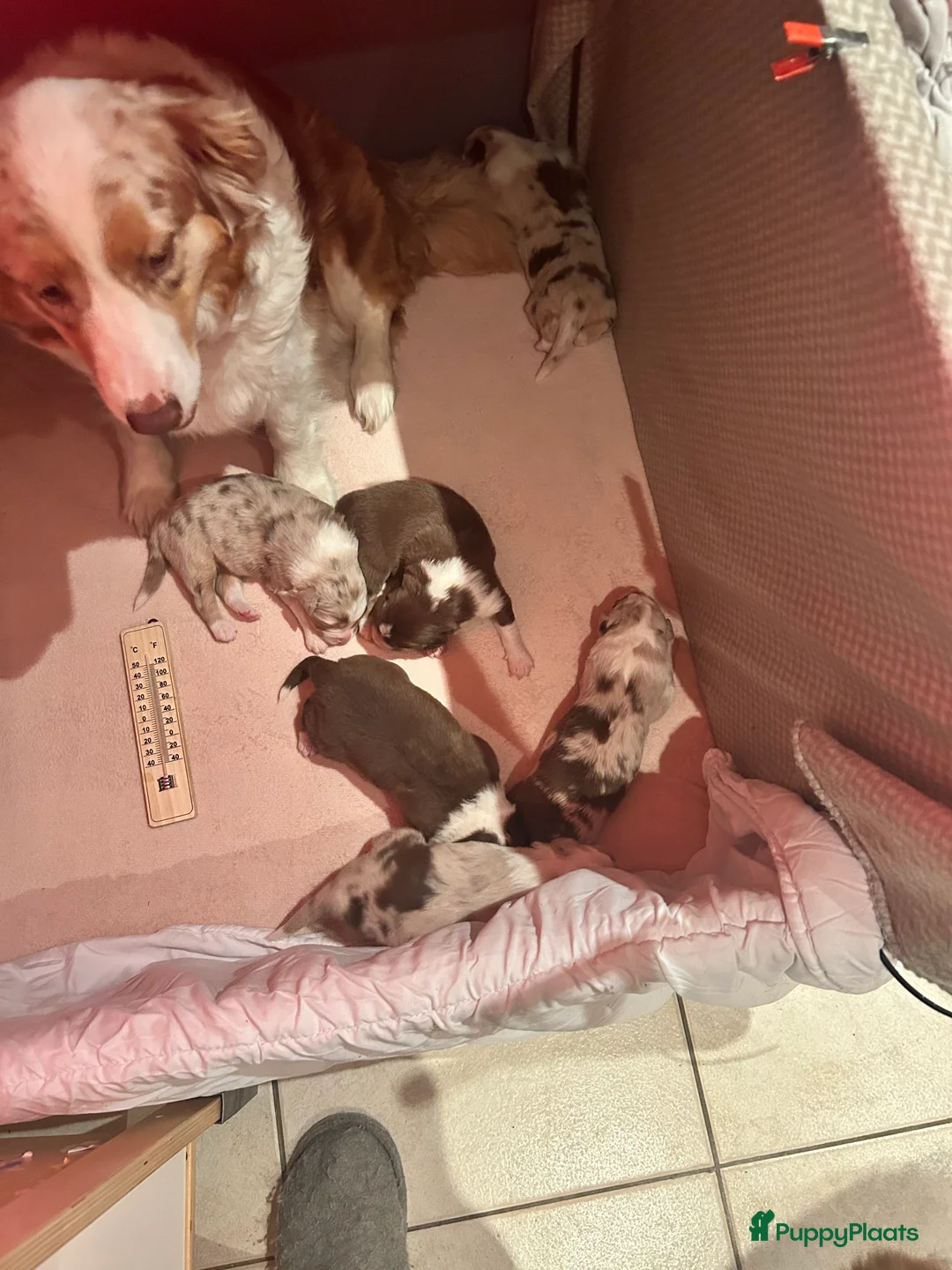 Australian Shepherd honden te koop: 100% raszuivere Australian Sheperd pups - Advertentie 12