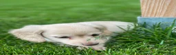Teckel (langhaar) honden te koop: Langharige kleurrijke teckel pups blond/cream - Advertentie 5
