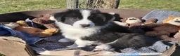 Border Collie honden te koop: border collie reutje  - Advertentie 1
