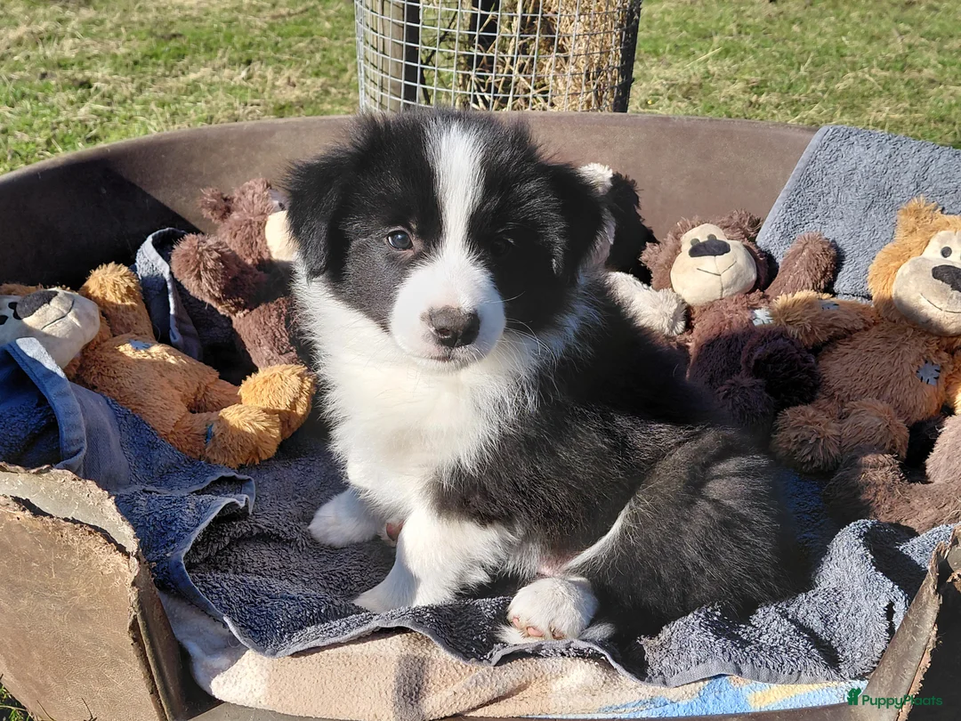 Border Collie honden te koop: border collie reutje  - Advertentie 1