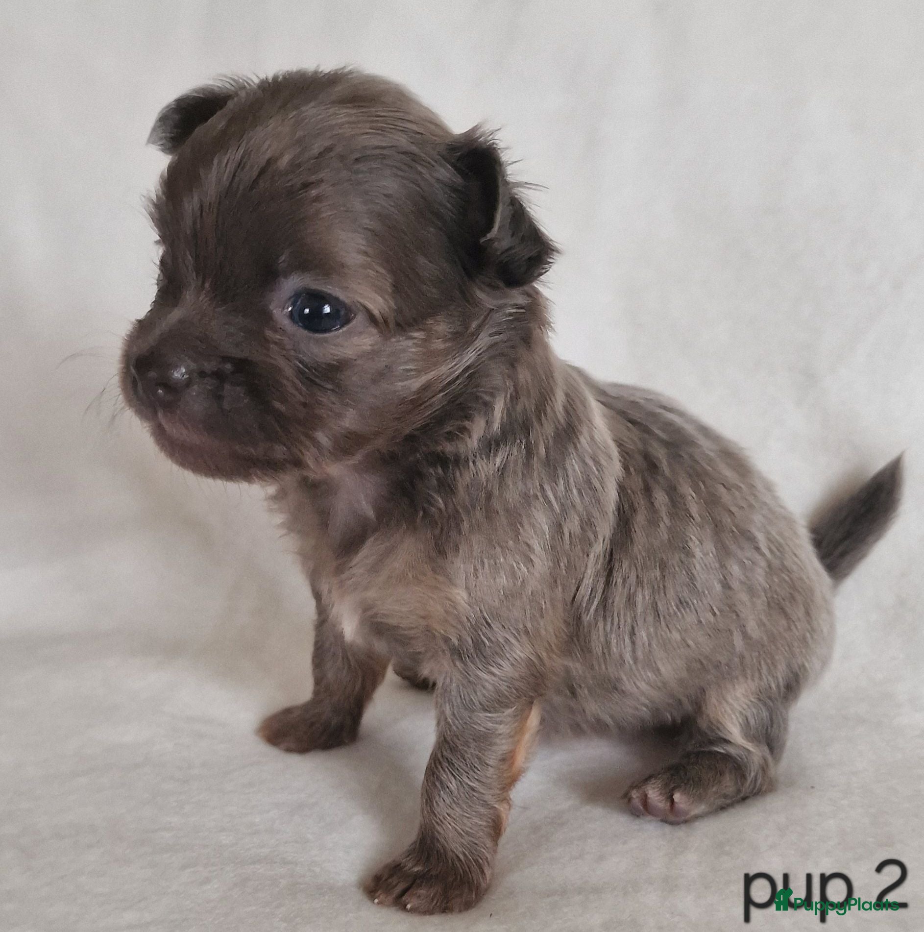 Chihuahua honden Chihuahua pups - Advertentie 1