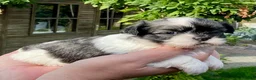 Boomer honden te koop: Boomerpups - Advertentie 26