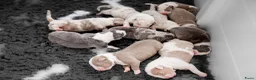 Amerikaanse Bully honden te koop: Prachtig nest American Bully pups - Advertentie 3