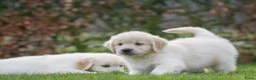 Golden Retriever honden te koop: prachtige golden retriever pups - Advertentie 12
