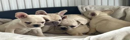 Franse Bulldog honden te koop: Franse Bulldog pups België  - Advertentie 3