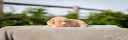 Nova Scotia Duck Tolling Retriever honden te koop: Toller pups beschikbaar! - Advertentie 3