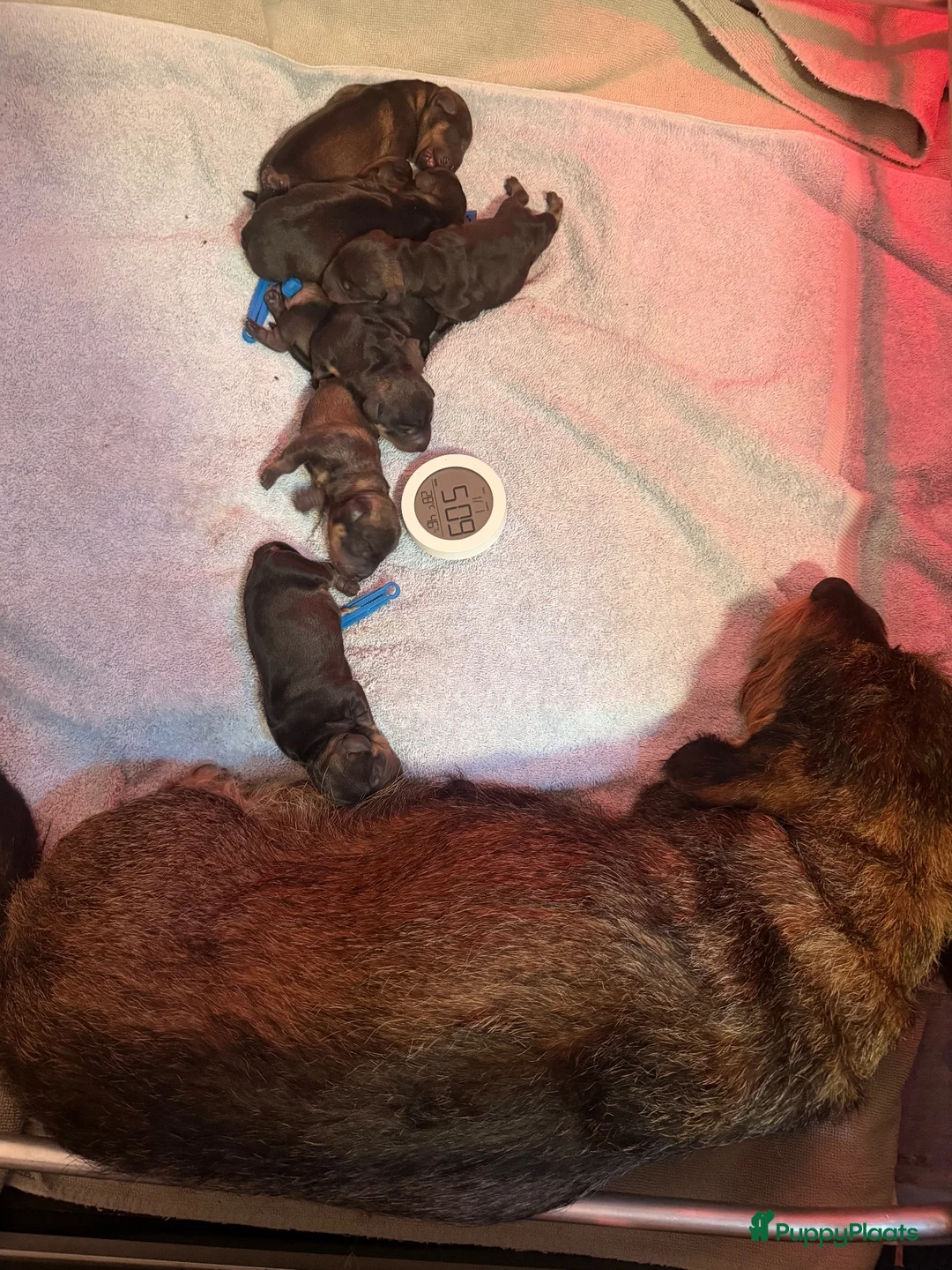 Ruwhaar Teckel honden te koop: 6 standaard ruwhaar teckel pups met stamboom  - Advertentie 2