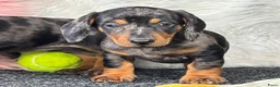Teckel (korthaar)  honden te koop: Dwergteckel pups  in Vlagtwedde - Advertentie 8