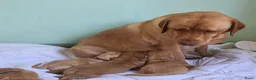 Labrador Retriever honden te koop: Super leuke labrador pups! - Advertentie 3
