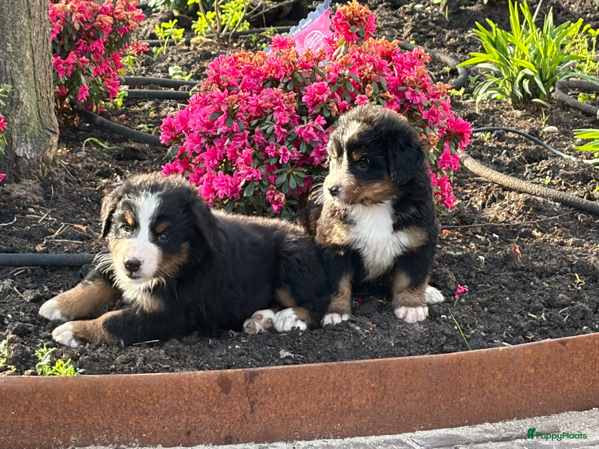 Berner Sennenhond honden te koop: 4 reutjes Berner sennen in Lunteren - Advertentie 4