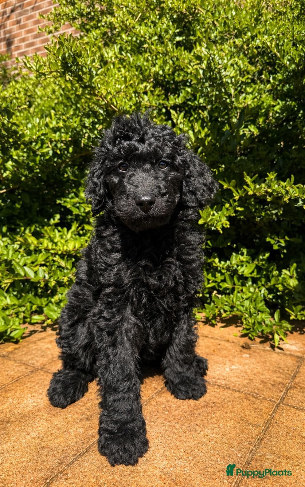 Kruising honden Labradoodle pups mogen naar hun nieuwe thuis - Advertentie 2