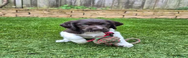 Heidewachtel Puppy 4
