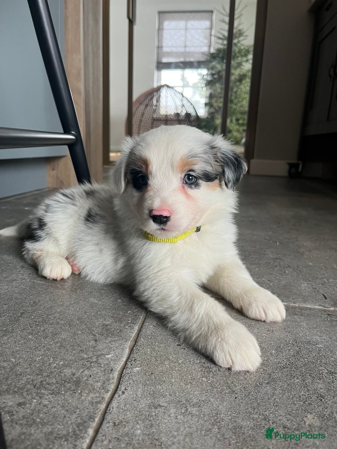 Australian Shepherd honden te koop: 100% aussie pups - Advertentie 13