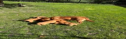 Labrador Retriever honden te koop: Labrador red fox - Advertentie 2