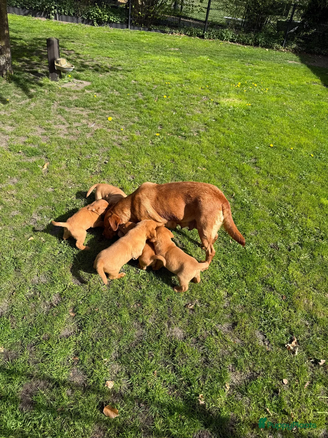 Labrador Retriever honden te koop: Labrador red fox - Advertentie 2