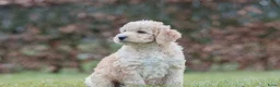Labradoodle honden te koop: prachtige labradoodle x australian labradoodle - Advertentie 19