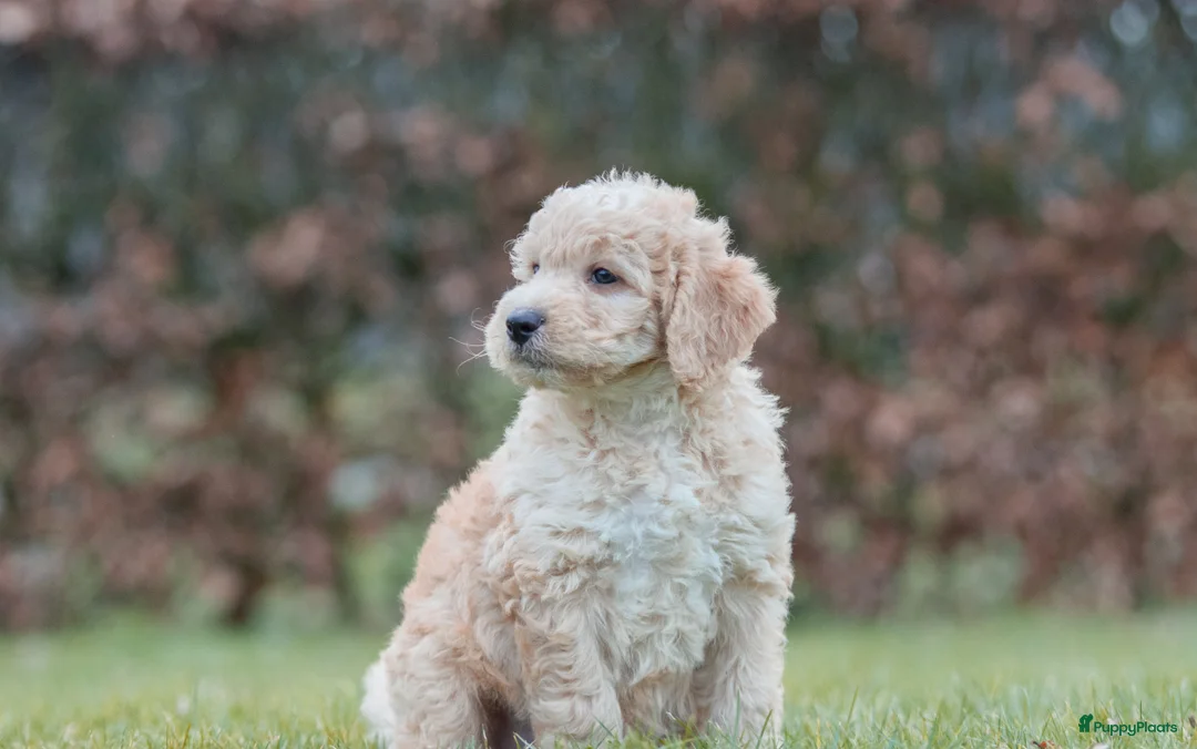 Labradoodle honden te koop: prachtige labradoodle x australian labradoodle - Advertentie 19