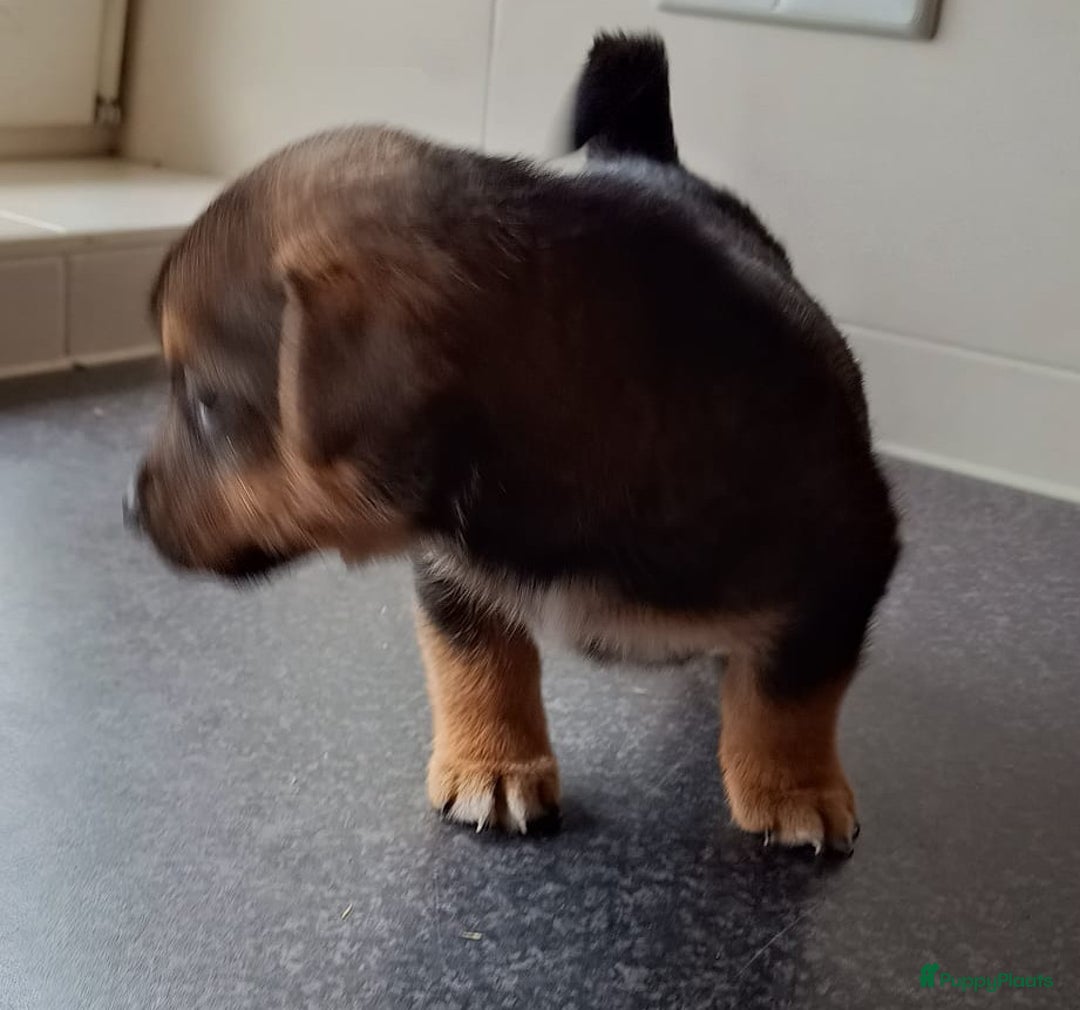 Jack Russel Terriër honden te koop: Pups: Jack Russel X Keeshond - Afbeelding 6