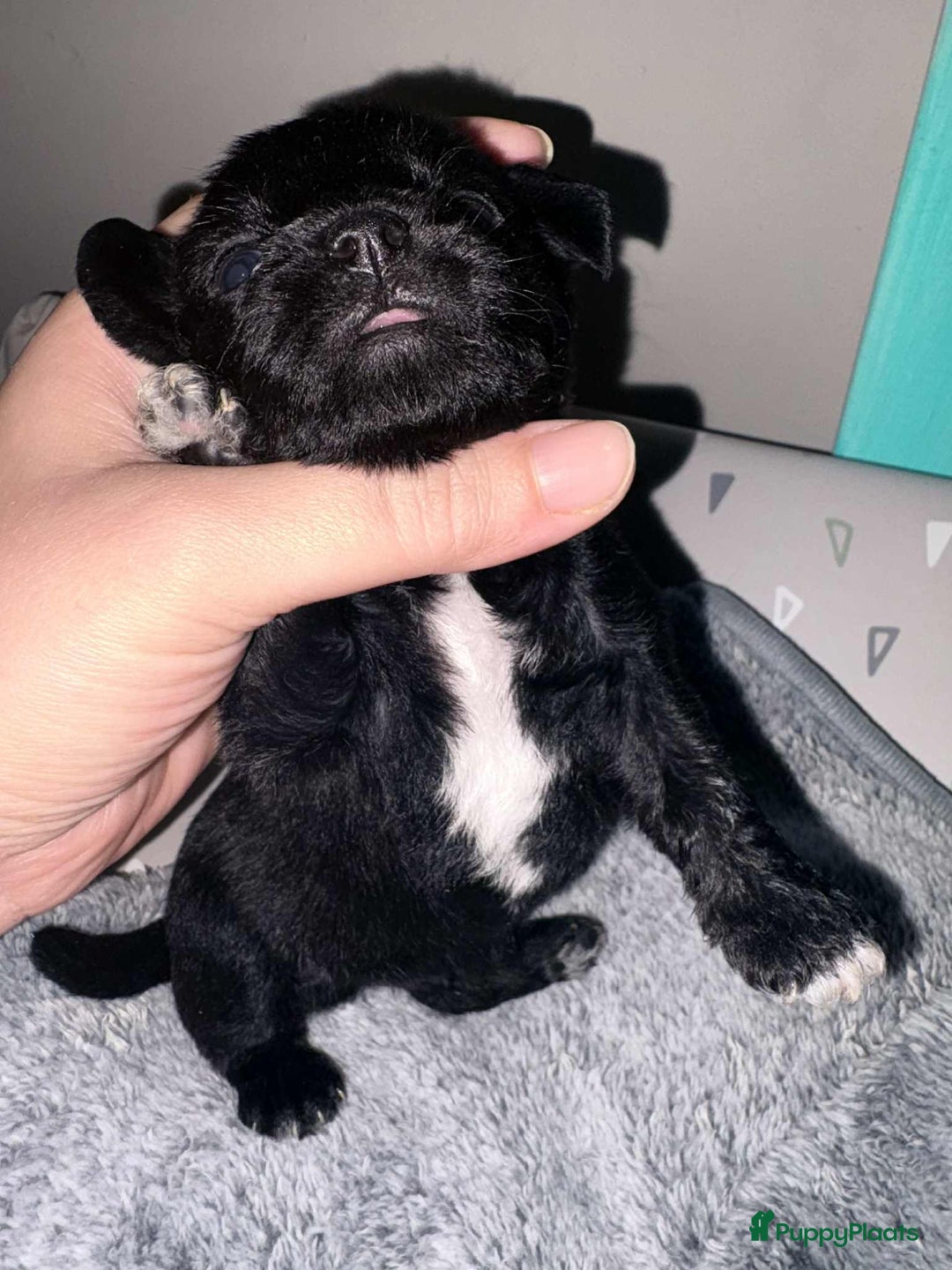 Kruising honden te koop: Jugapoo's België  - Advertentie 9