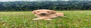 Labradoodle 2 