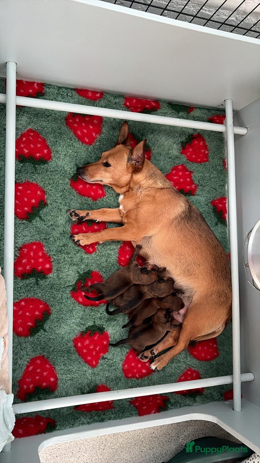 Kruising honden Teckel kruising pups  - Advertentie 4
