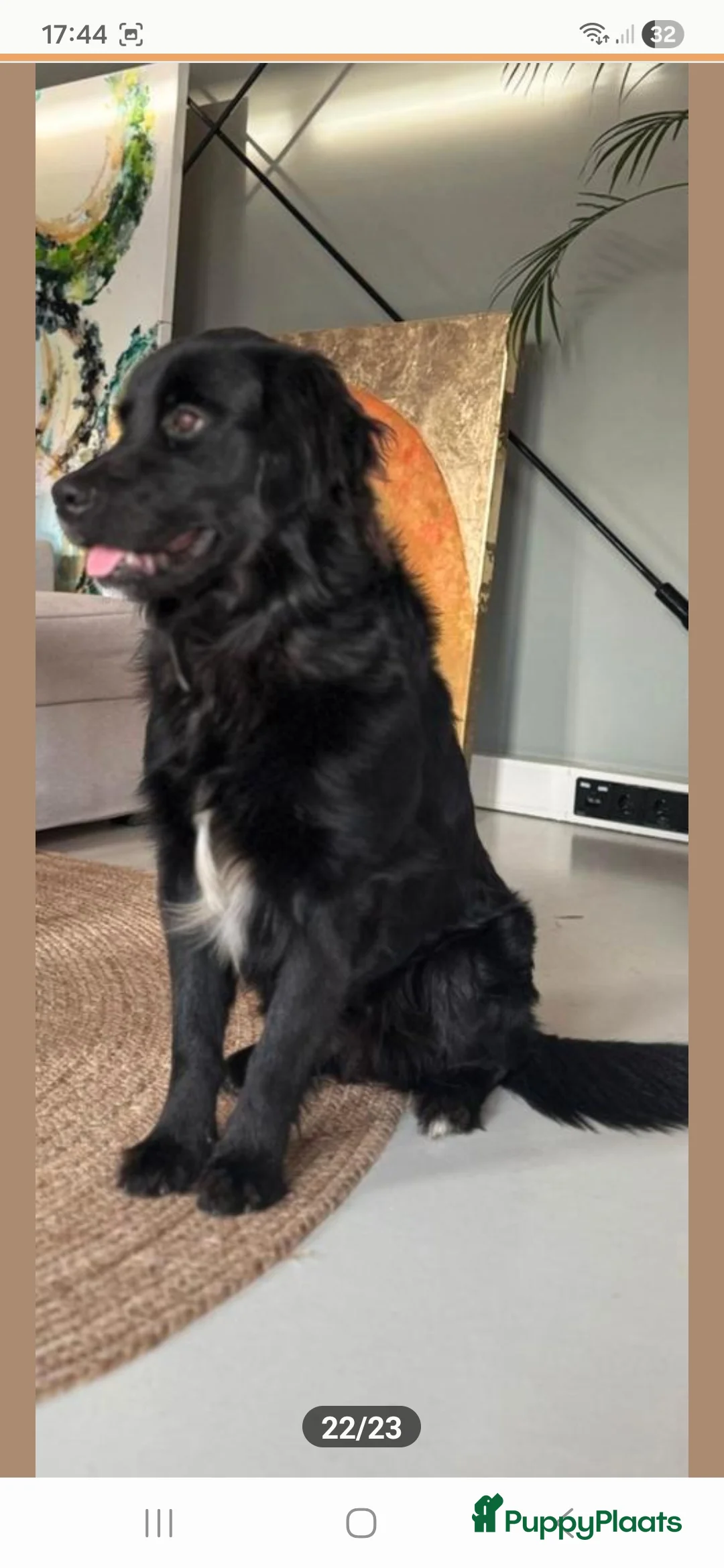 Kruising honden te koop: Xing golden retiever, aussie in huis opgegroeid - Advertentie 14