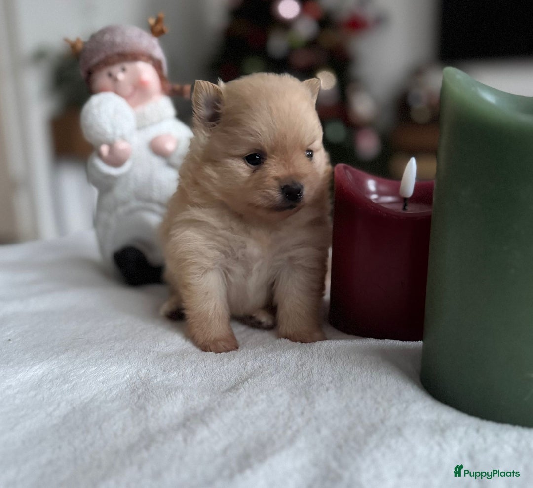 Pomeriaan honden te koop: Prachtige Pomeriaan pups  - Advertentie 1