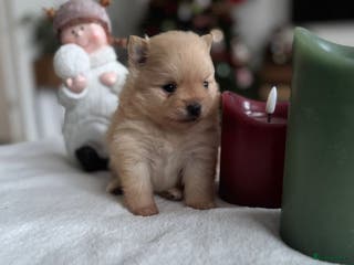 Pomeriaan honden Prachtige Pomeriaan pups - Advertentie 2