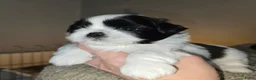 Shih Tzu honden te koop: Te koop raszuivere shih-tzu pups met fci stamboom  - Advertentie 6