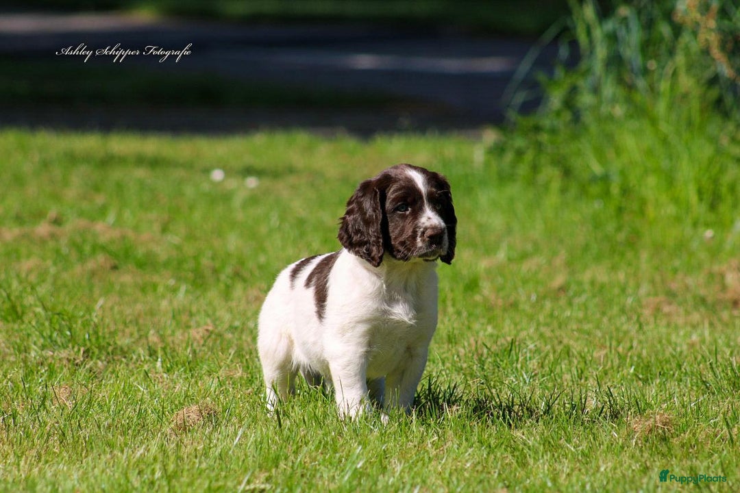 Drentsche Patrijshond honden te koop: Leuke Drentsche patrijshonden pups in Dwingeloo - Afbeelding 1