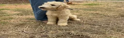 Kruising honden te koop: Mooie goldendodles! - Advertentie 1
