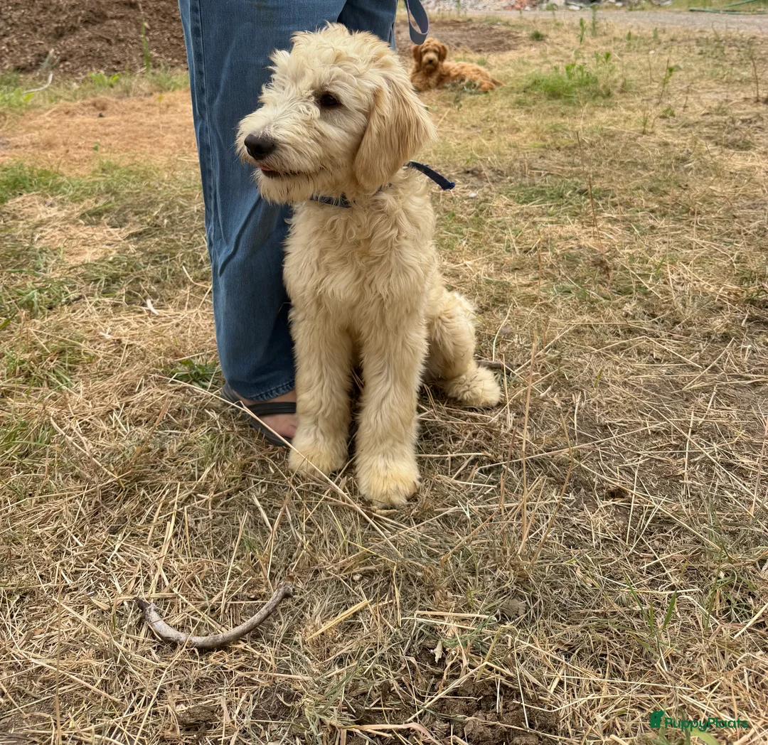 Kruising honden te koop: Mooie goldendodles! - Advertentie 1