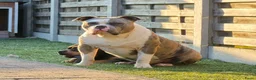 Amerikaanse Bully honden ter dekking: American Bully XL Dekreu  - Advertentie 3