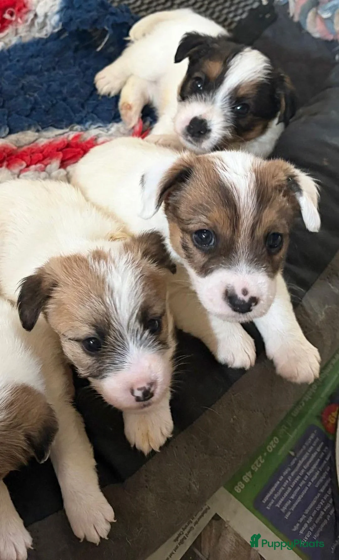 Jack Russel Terriër honden te koop: Ruwharige Jack Russell pups - Advertentie 4