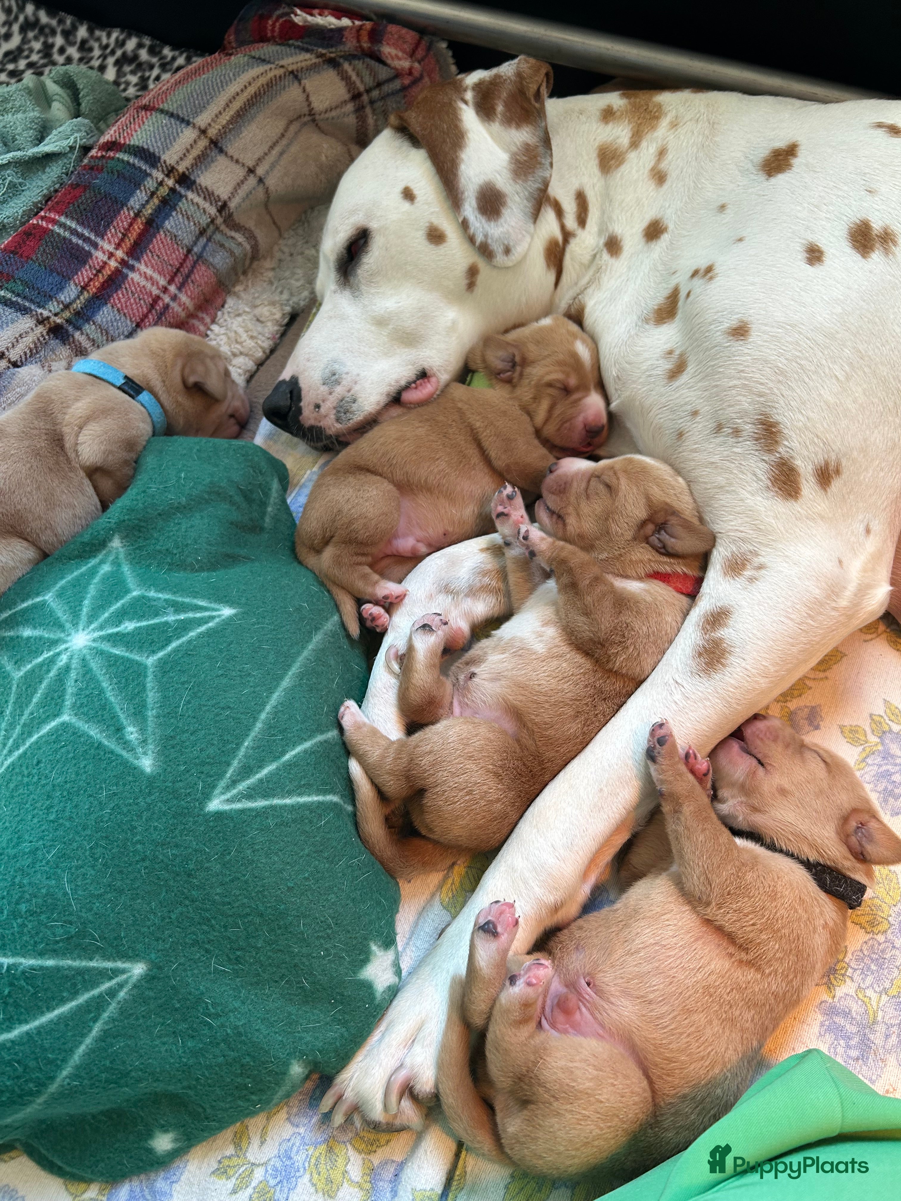 Kruising honden Nestje Dalmador 14 maart geboren - Advertentie 7