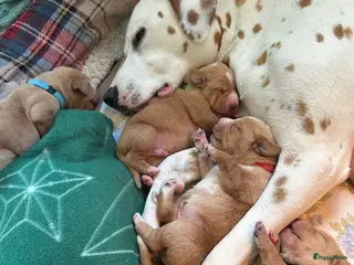 Kruising honden Nestje Dalmador 14 maart geboren - Advertentie 7