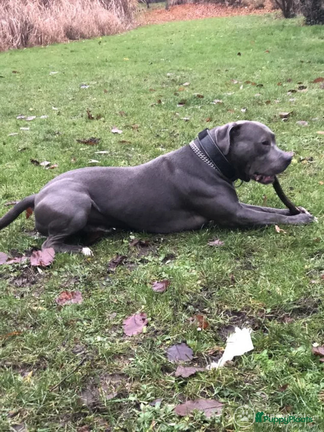 American Staffordshire Terriër honden ter dekking: Dekreu Amstaff (40KG) in Breda - Advertentie 3