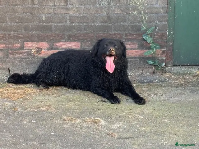 Wetterhoun honden te koop: Prachtige Wetterhoun pus zoeken baasje - Advertentie 14