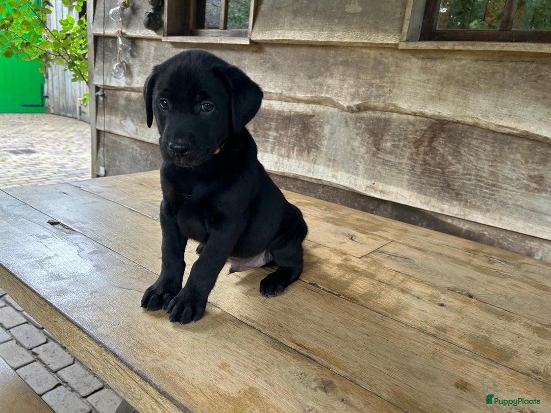 Labrador Retriever honden te koop: Te koop prachtige labrador x mechelse Herder pups - Afbeelding 8