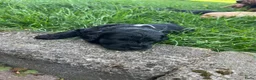 Labradoodle honden te koop: Medium labradoodel in Kwintsheul - Advertentie 14