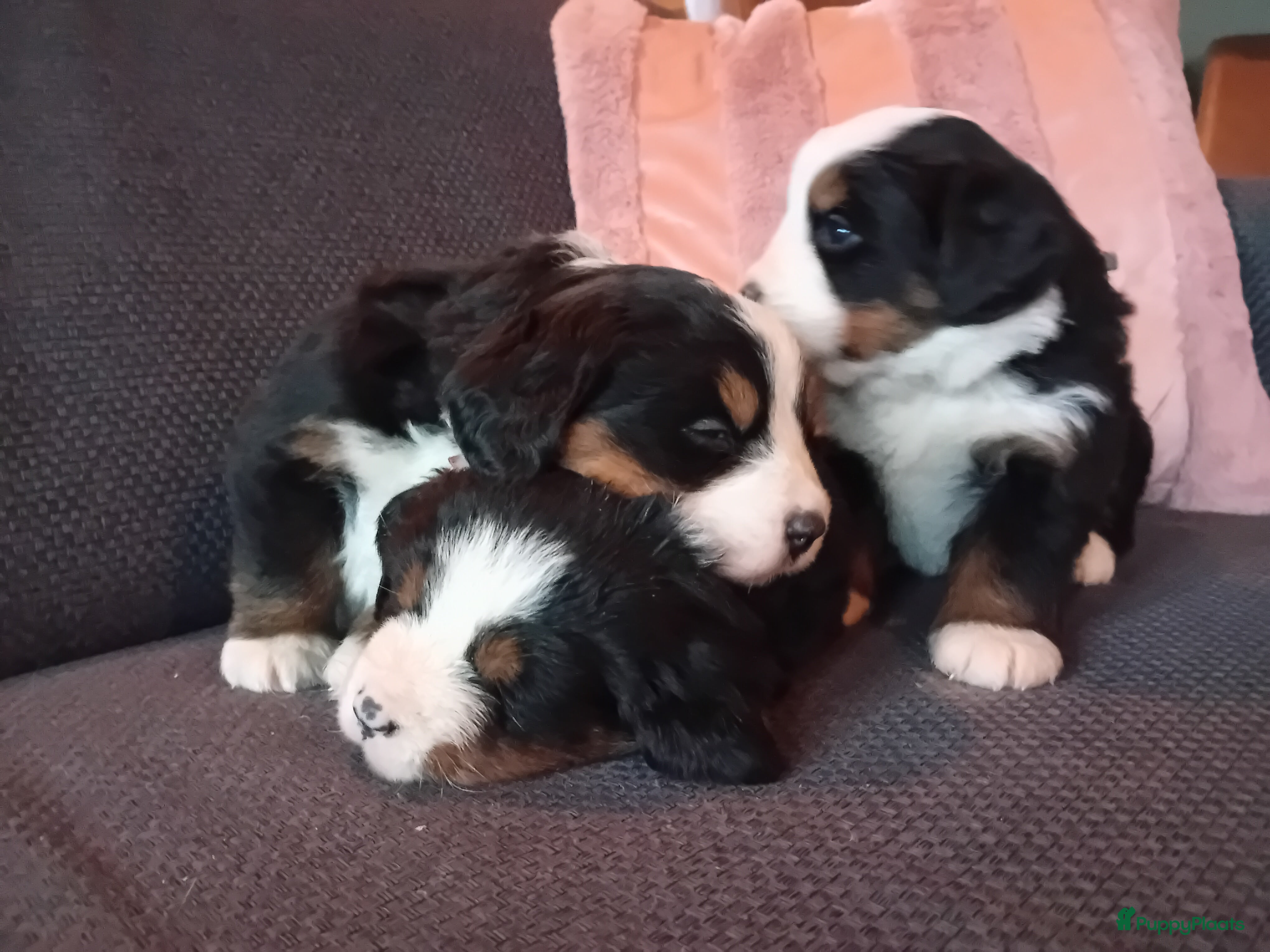 Berner Sennenhond honden Benner sennen pups - Advertentie 2