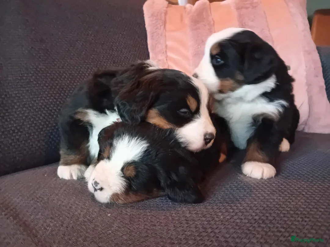 Berner Sennenhond honden te koop: Benner sennen pups - Advertentie 2