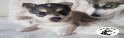 Pomsky honden te koop: Pomsky puppy’s F4+, 100% Amerikaanse bloedlijn - Advertentie 30