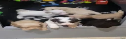 Labradoodle honden te koop: Nog 4 Mini Labradoodle pups beschikbaar.  - Advertentie 16